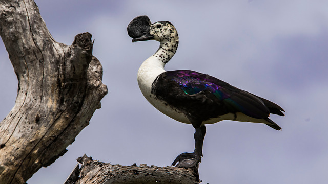 Pato-de-Crista: Características, Nome Cientifico, Habitat e Fotos