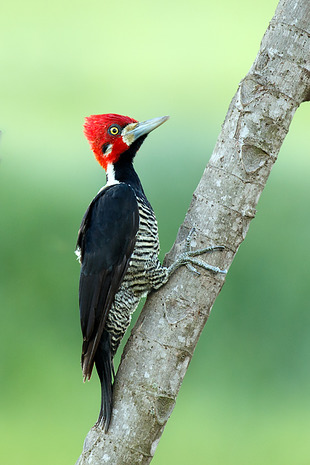 Pica-Pau-de-Topete-Vermelho: Características e Habitat