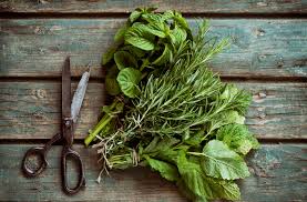 Qual Planta Serve Para Inflamação?