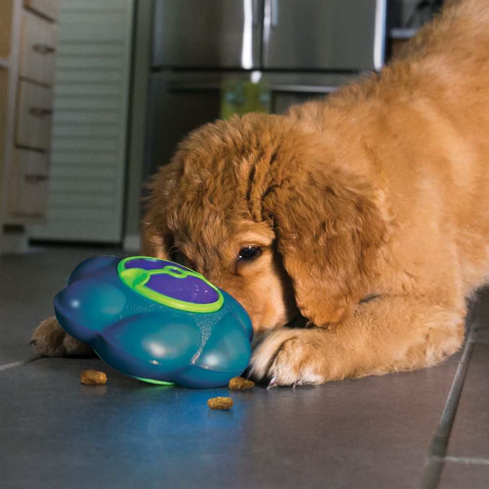 Por Que Cachorro Empurra Comida Com Focinho?