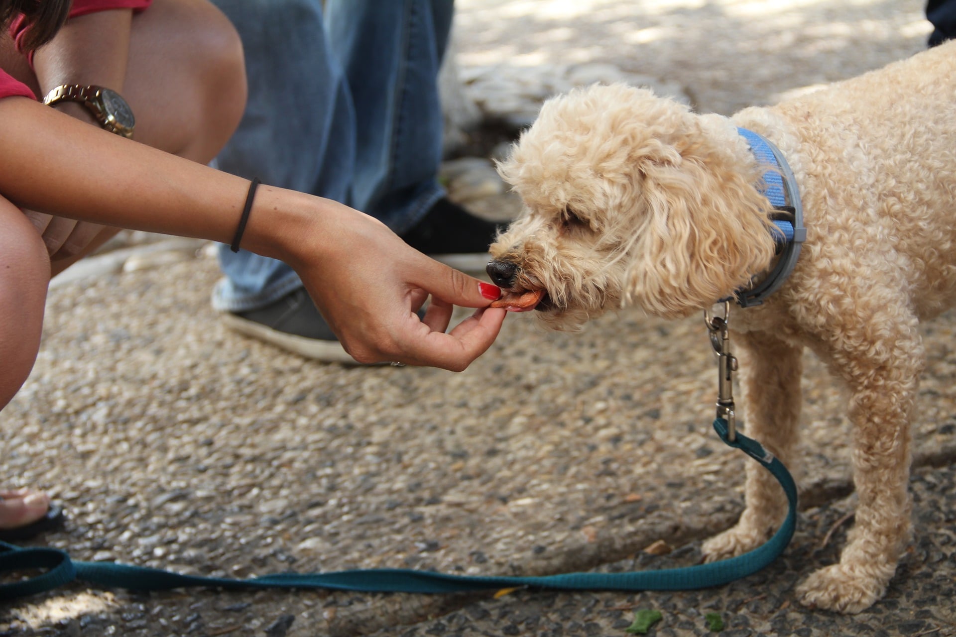 Pode dar Fubá para Cachorro? Ele Faz Bem?