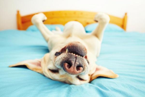 Cachorro Dorme de Barriga Para Cima: é Normal?
