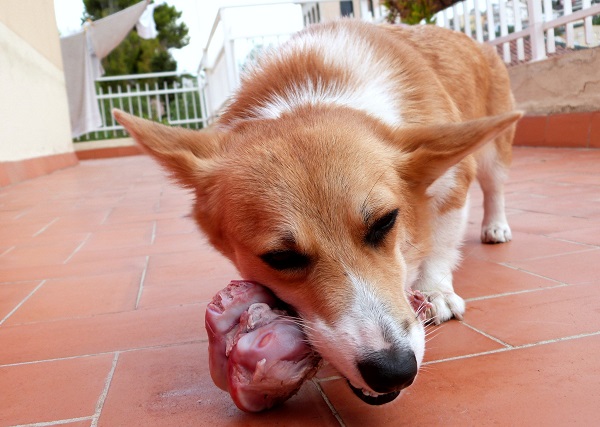 Pode dar Gordura de Carne Para Cachorro?