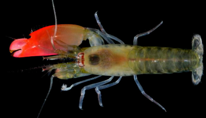 Comportamento do Marisco, Hábitos e Modo de Vida do Animal