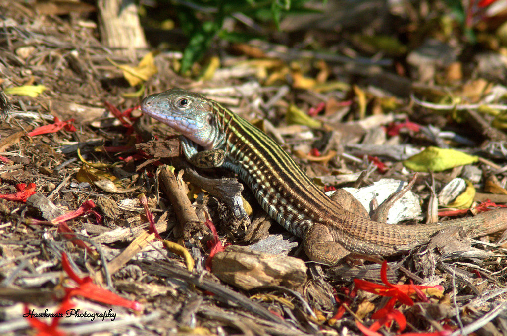 Lagarto Chicote- de- Garganta- Alaranjada: Características e Fotos