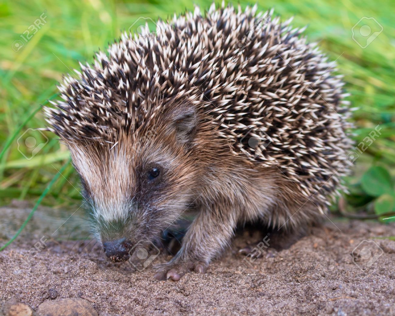 Animais que Começam com a Letra O: Nome e Características