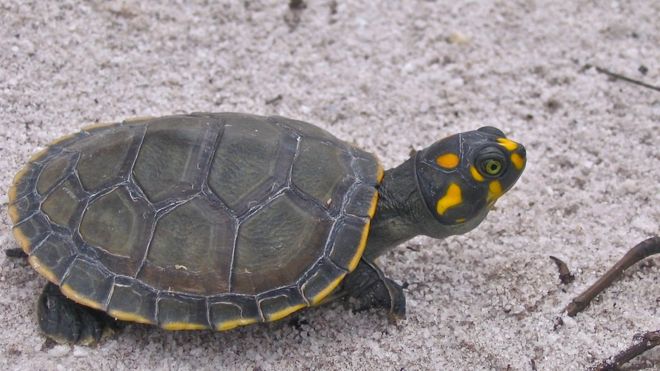 Tartaruga da Amazônia: Características, Nome Científico e Fotos