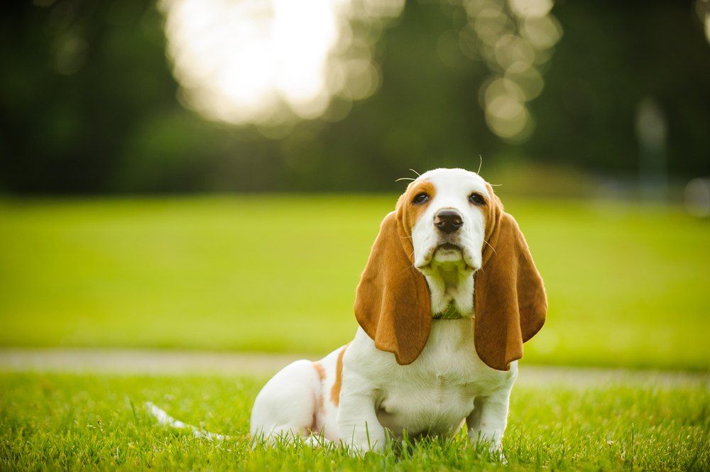 Quanto Custa um Filhote de Basset Hound Puro?