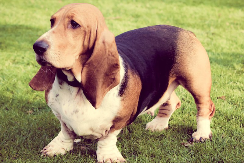 Top 10 Canis da Raça Basset Hound no Brasil