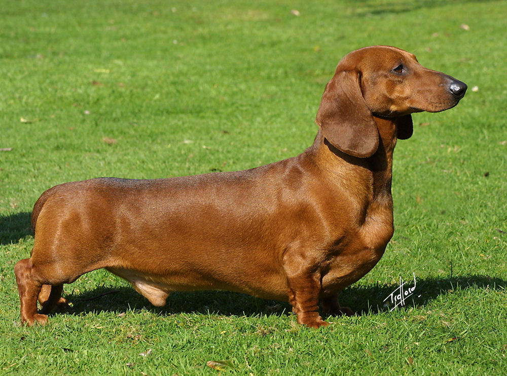 História do Dachshund, Personalidade e Origem da Raça