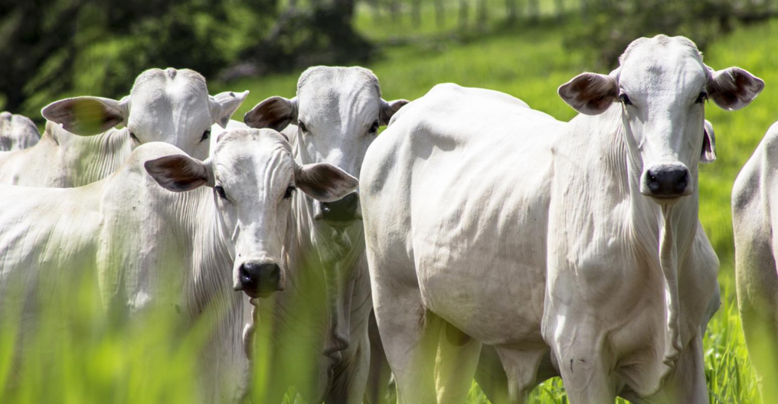 História do Boi: Curiosidades e Origem do Animal