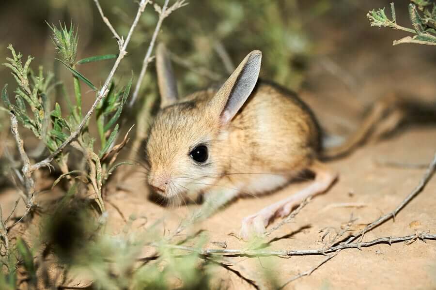 Ciclo de Vida do Jerboa: Quantos Anos Eles Vivem ?