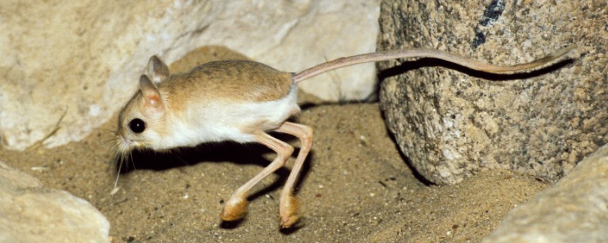 Tudo Sobre o Jerboa: Características, Nome Científico e Fotos