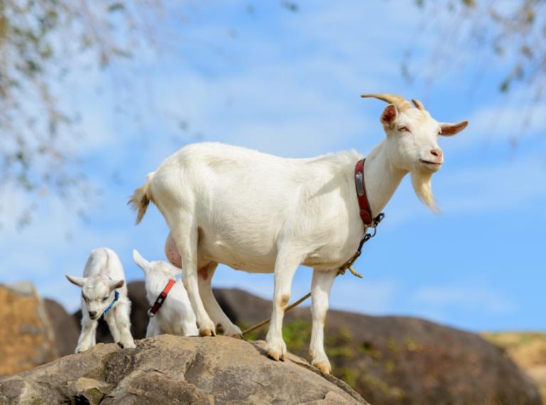 O que Significa Sonhar com um Cabrito ?