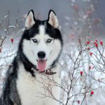 Husky Siberiano na Neve
