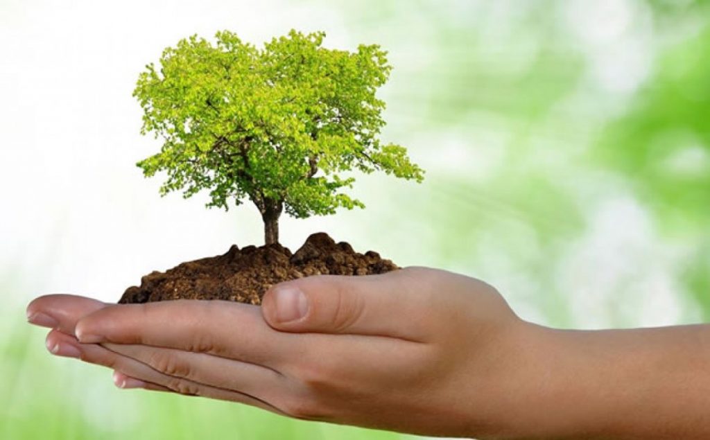 Qual a Importância das Plantas para os Seres Humanos?