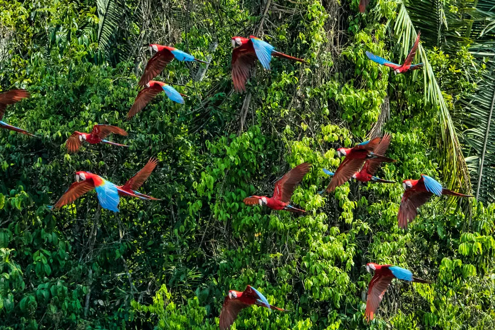 Os mistérios da floresta Amazônica: biodiversidade e segredos