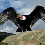 Condor-dos-Andes
