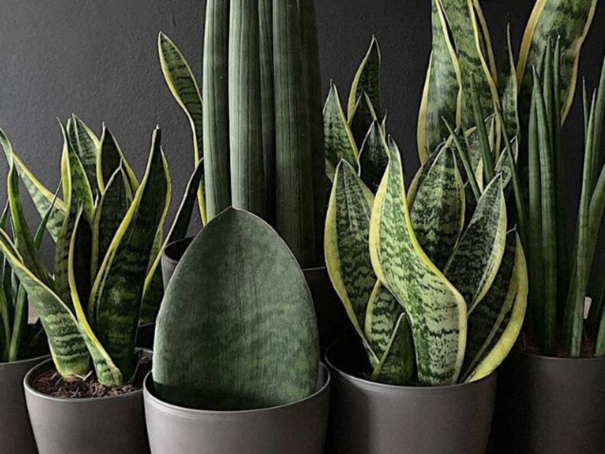 As plantas de sombra: como elas são essenciais para o equilíbrio ambiental