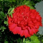 Cravo Chabaud ou Dobrado Vermelho