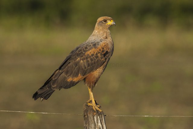 Gavião-caboclo: Hábitos de Caça e Dieta