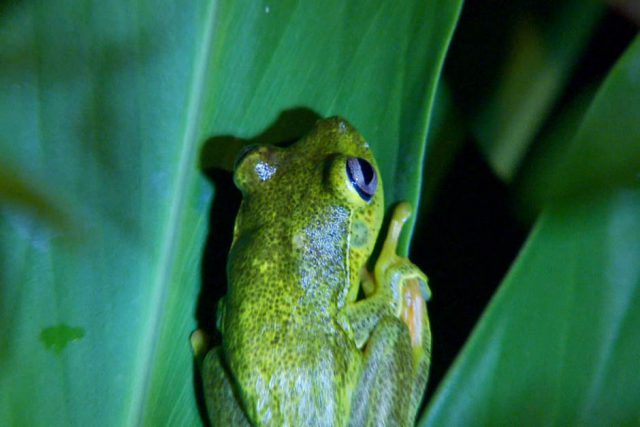 Dieta da Perereca-Araponga na Amazônia