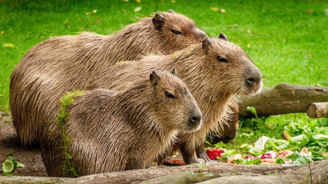 Dieta da Capivara: O que ela Come?