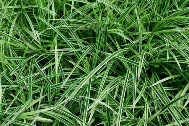 Gramíneas Ornamentais para Terrenos Úmidos