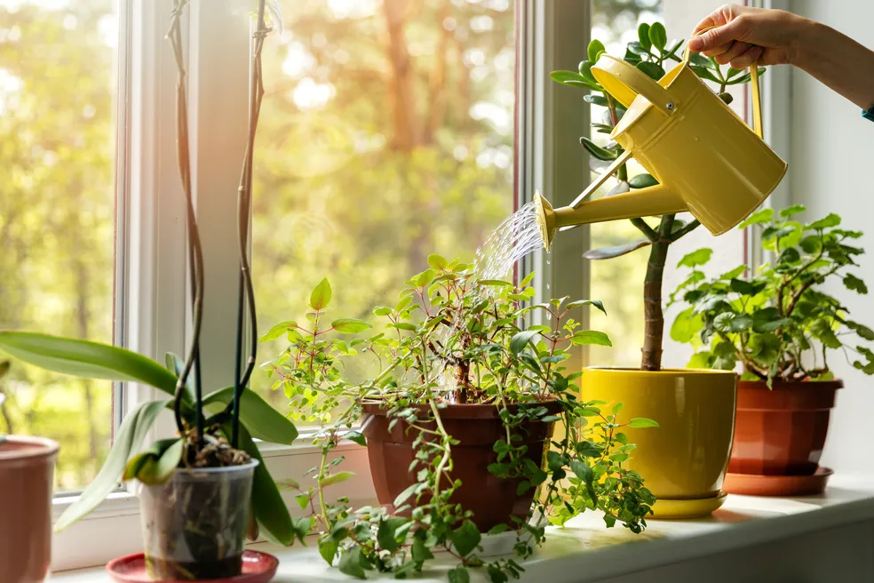 Como regar plantas corretamente sem exageros?