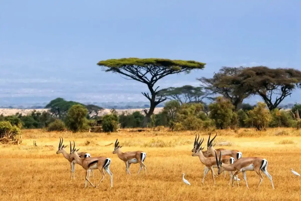 Estratégias de Caça de Predadores da Savana