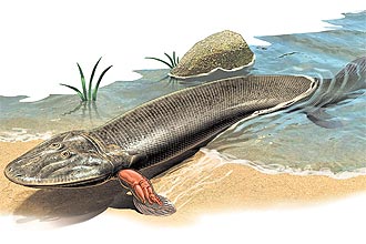Qual foi o primeiro peixe a caminhar em terra firme?