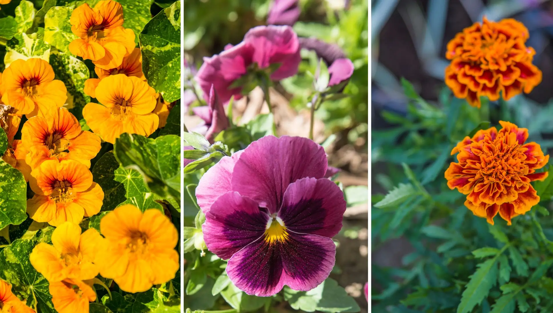 O que são flores comestíveis e como usá-las na culinária?