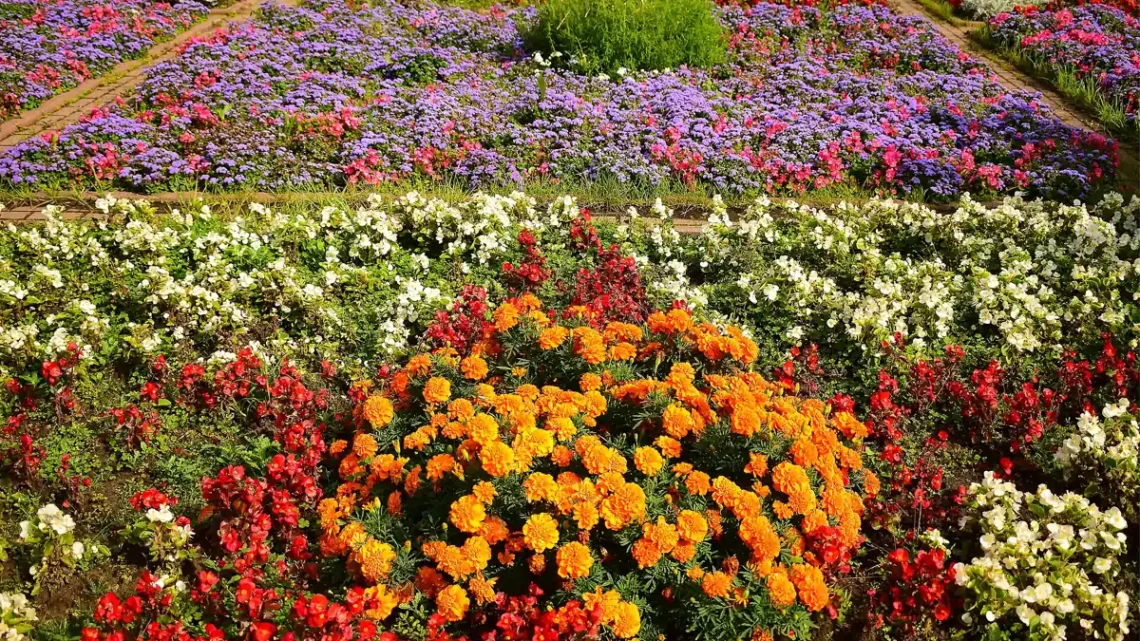 Flores Que Começam Com a Letra Q: Nome E Características