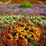 Lista de Nomes de Flores de A a Z Com Fotos - imagem ilustrativa do tema